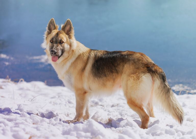 Hundesteuer absetzbar