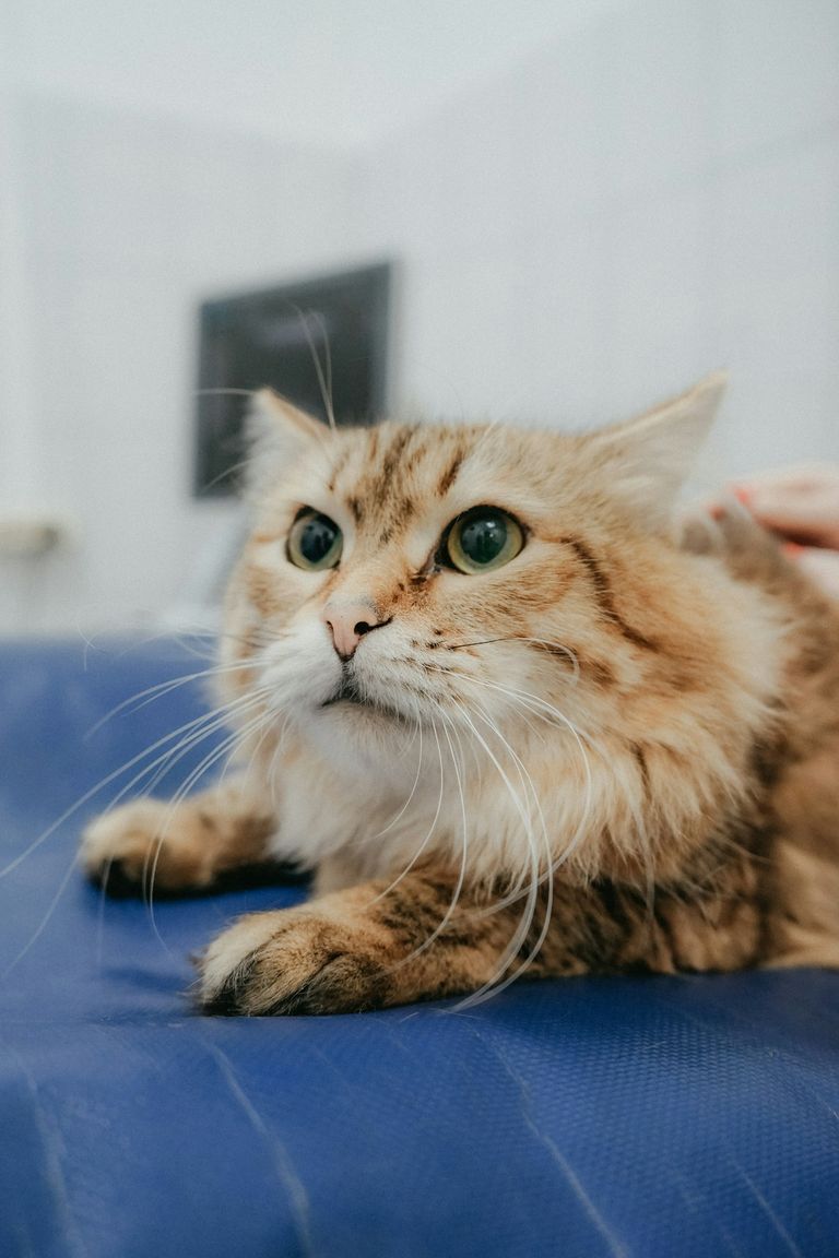 Katze bei tierärztlicher Untersuchung