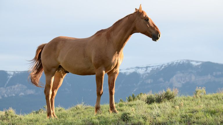 Braunes Pferd auf grünem Hügel — OP-Versicherung für chirurgische Eingriffe