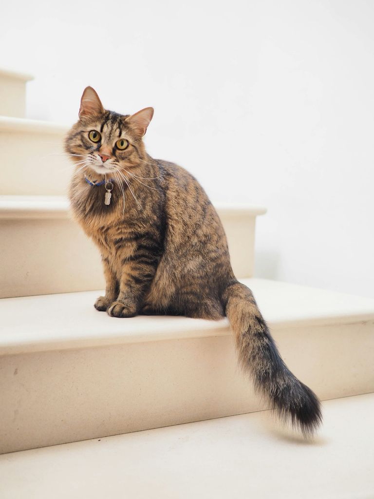 Katze entspannt auf dem Sofa — flexible Tarife für jedes Budget