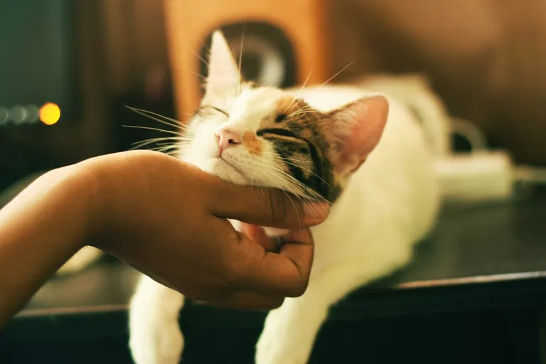 Katze wird liebevoll gestreichelt — Katzenkrankenversicherung