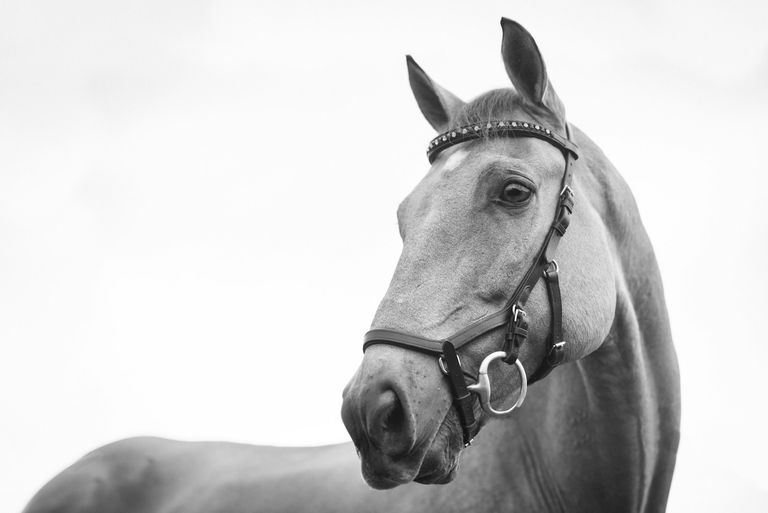Pferd mit Halfter — Haftpflicht und Zusatzversicherungen für Pferdebesitzer