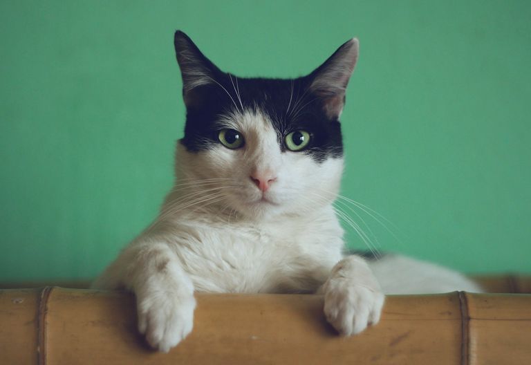 Diabetes bei Katzen