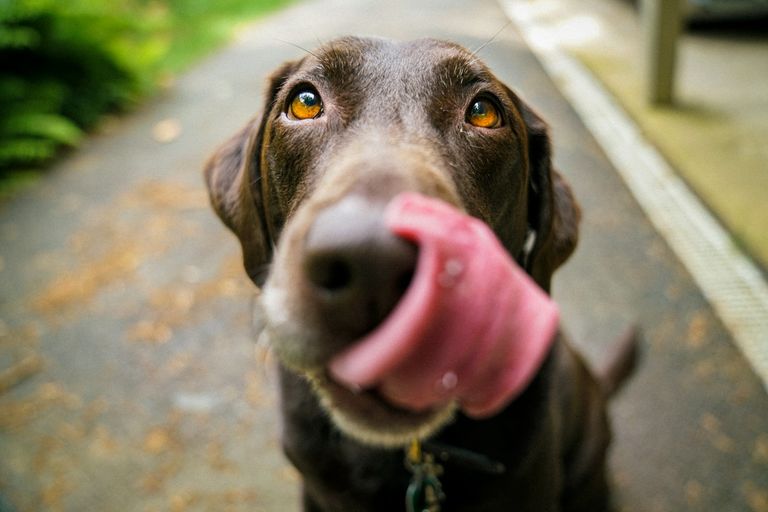 Kreuzbandriss Hund