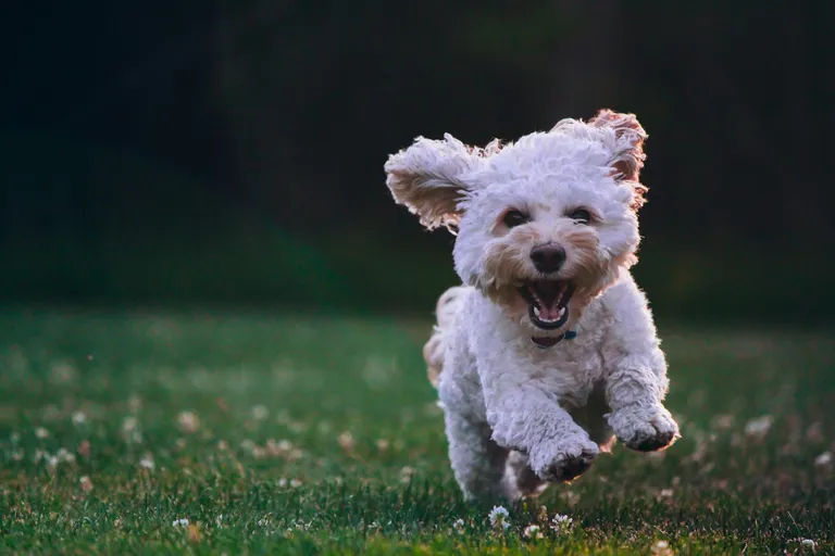 Hund rennt auf einer Wiese