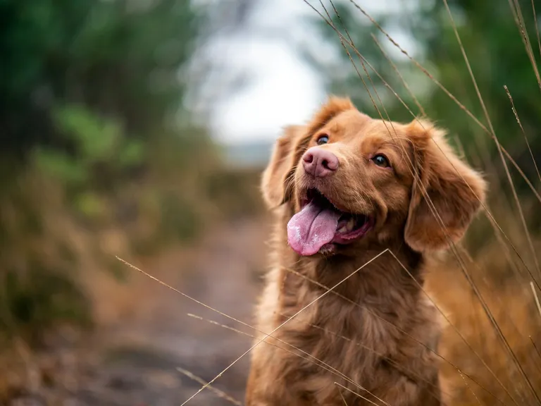 Hundehaftpflicht und Krankenversicherung
