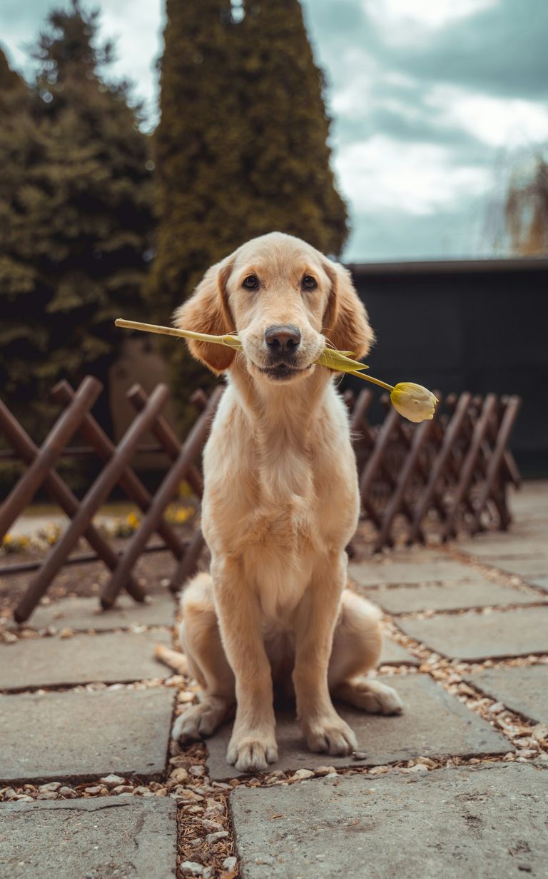 Zahnsteinentfernung Hund