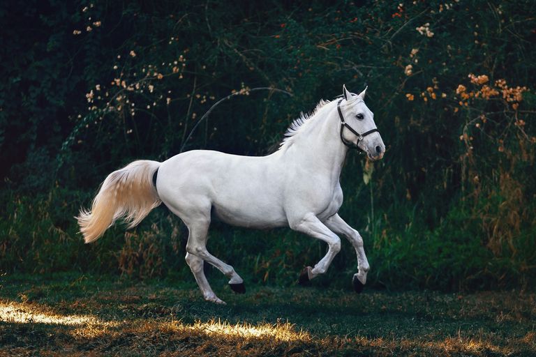 Elegantes Pferd auf einer grünen Weide — Pferdeversicherung Vergleich