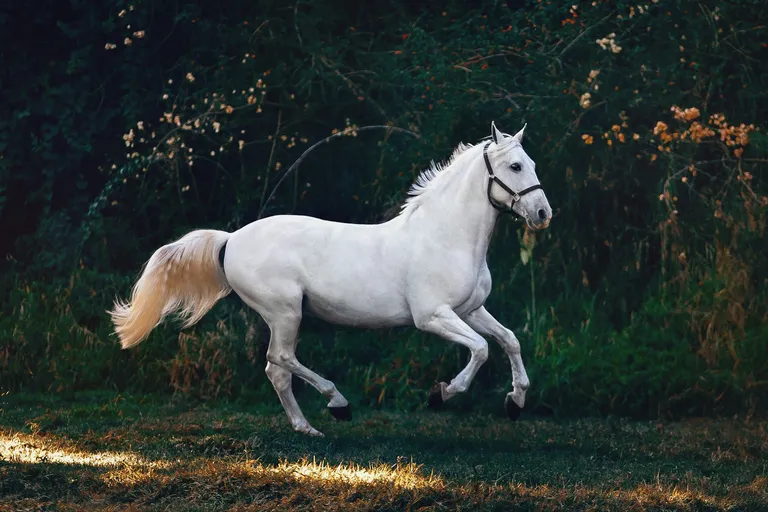 Elegantes Pferd auf einer grünen Weide — Pferdeversicherung Vergleich