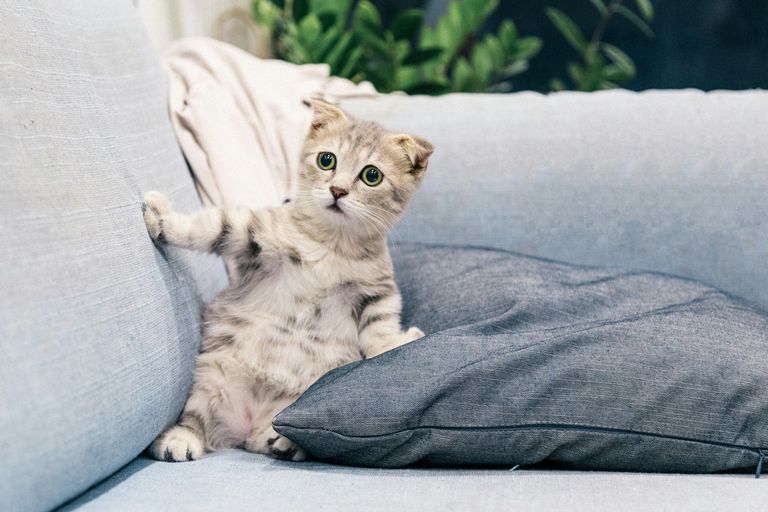 Katze kastrieren Kosten