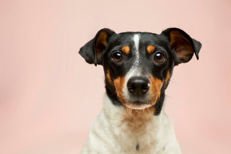 Hund mit Hüftdysplasie bei Bewegung