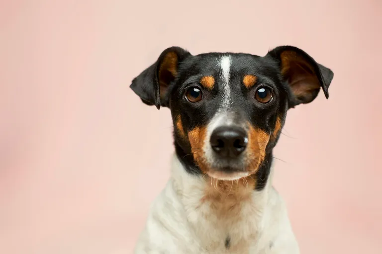 Hundekrankenversicherung Testsieger