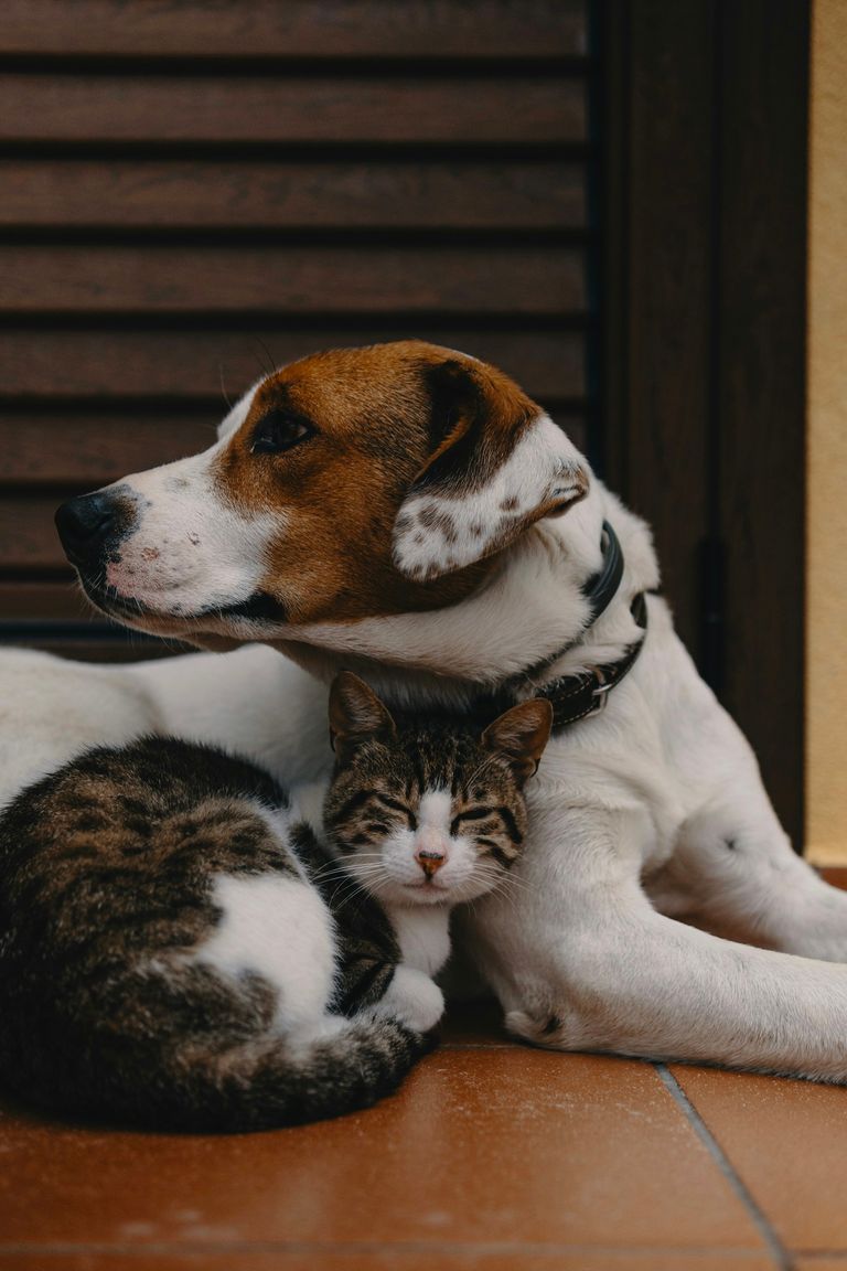 Hund und Katze liegen zusammen – für sie setzen wir uns ein