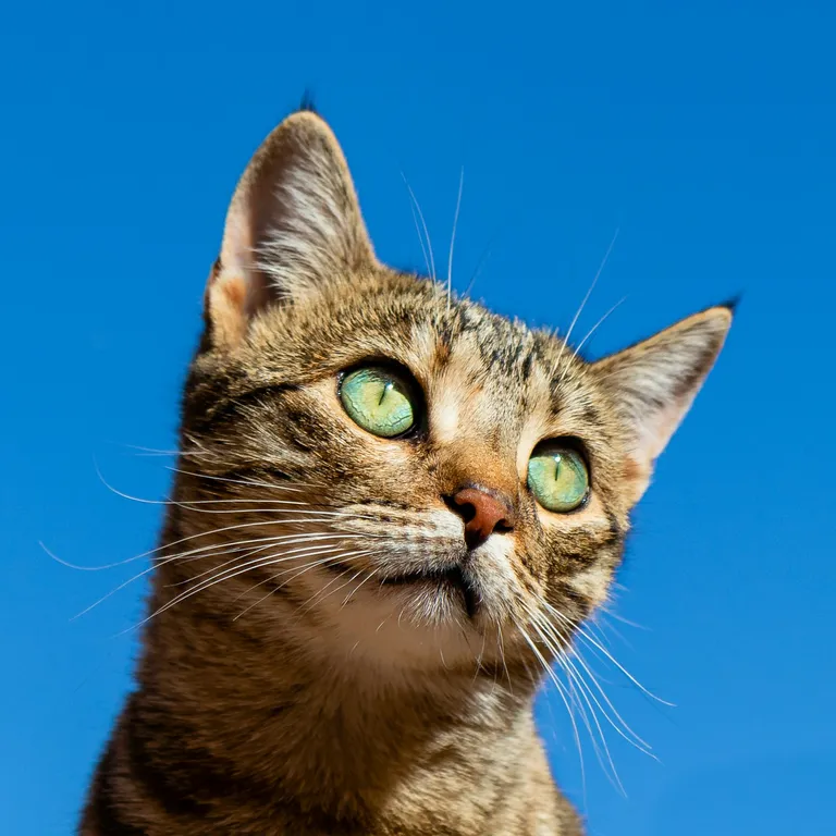 Tierkrankenversicherung Katze Test