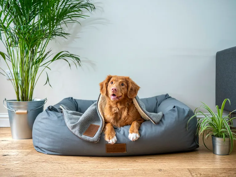 Glücklicher Hundebesitzer mit seinem Hund — Tierarzt Versicherung 2026
