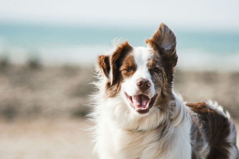 Hund kastrieren Kosten