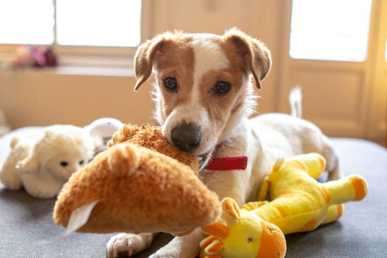 Hüftdysplasie Hund