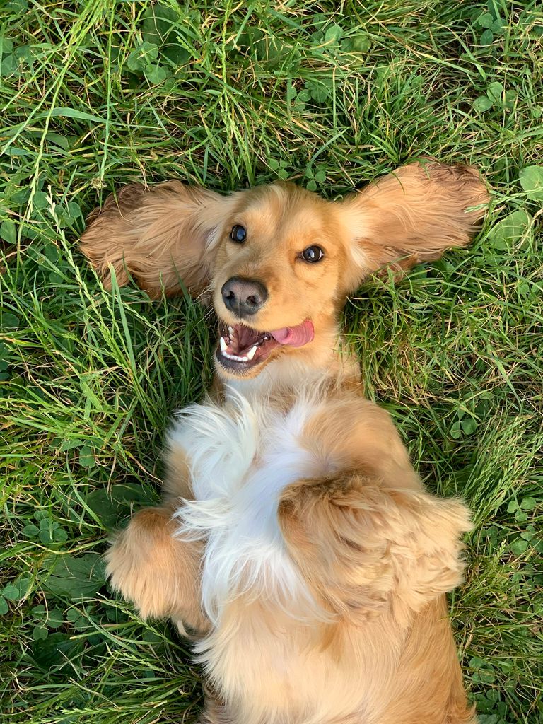Hund ruht sich nach Behandlung im Gras aus