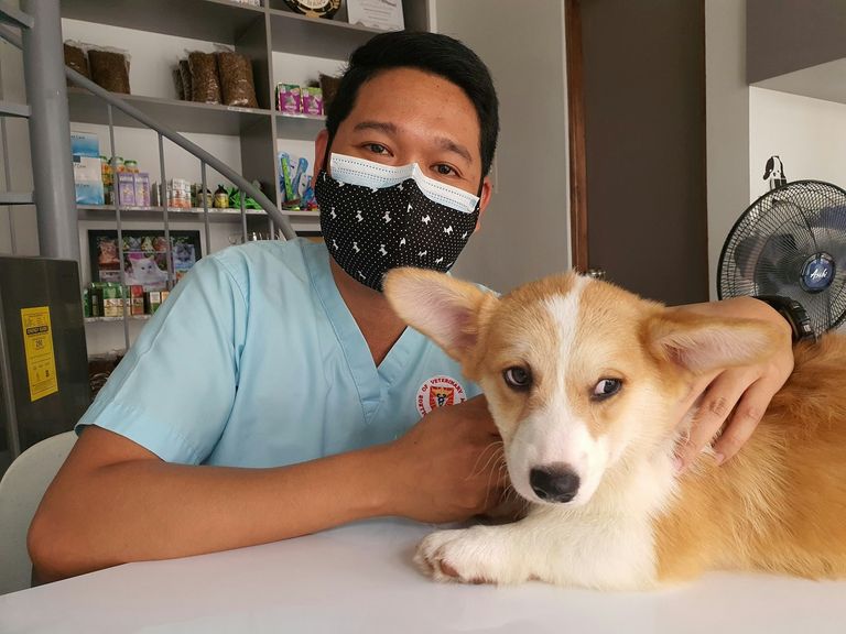 Tierärztin untersucht einen Hund — OP-Versicherung deckt chirurgische Eingriffe